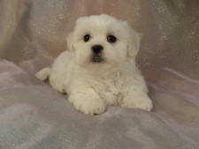 Female Shih tzu Bichon Puppy for sale # 1 Born February 16, 2012